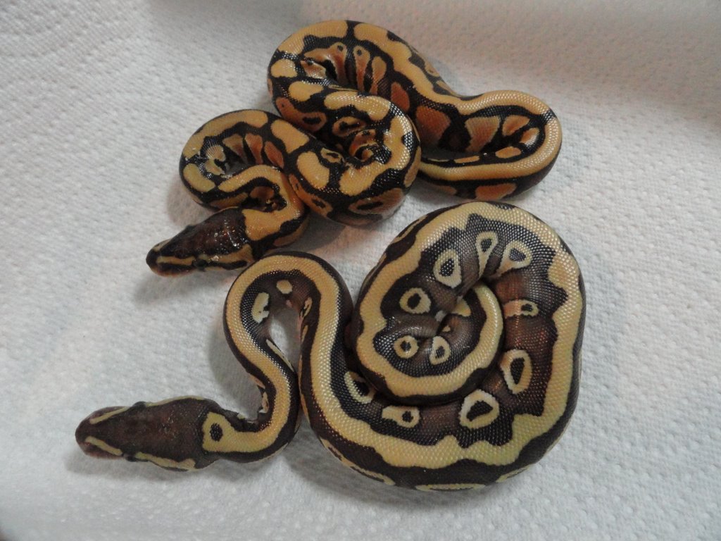 desert mojave