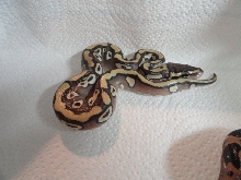 desert mojave male #2