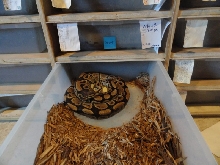 het clown with eggs
