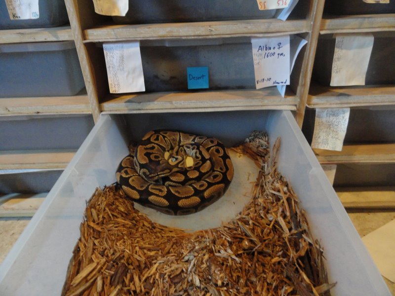 het clown with eggs