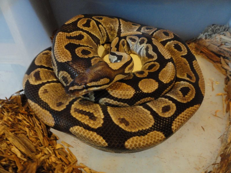 het clown with eggs, closeup