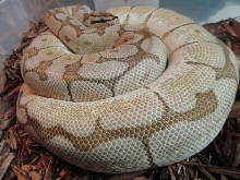 butter spider female