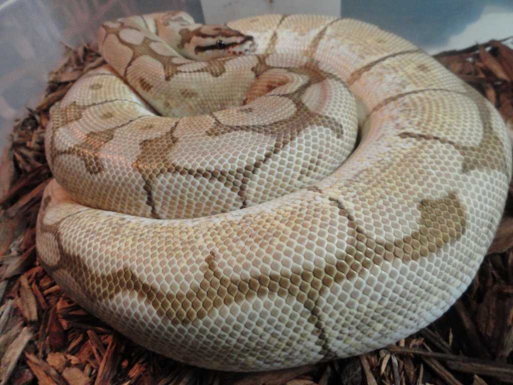 butter spider female