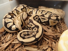des butter spider lockup