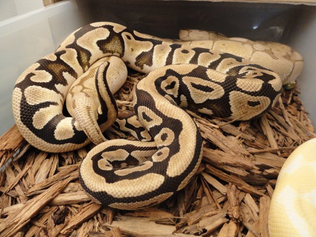 des butter spider lockup