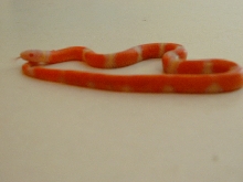 red albino nelsons