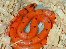 Vanishing pattern hypo