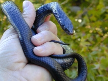 Black male indigo