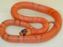 Super pinner hypo female