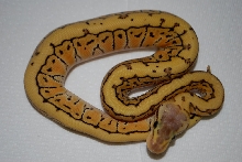 desert lemon blast