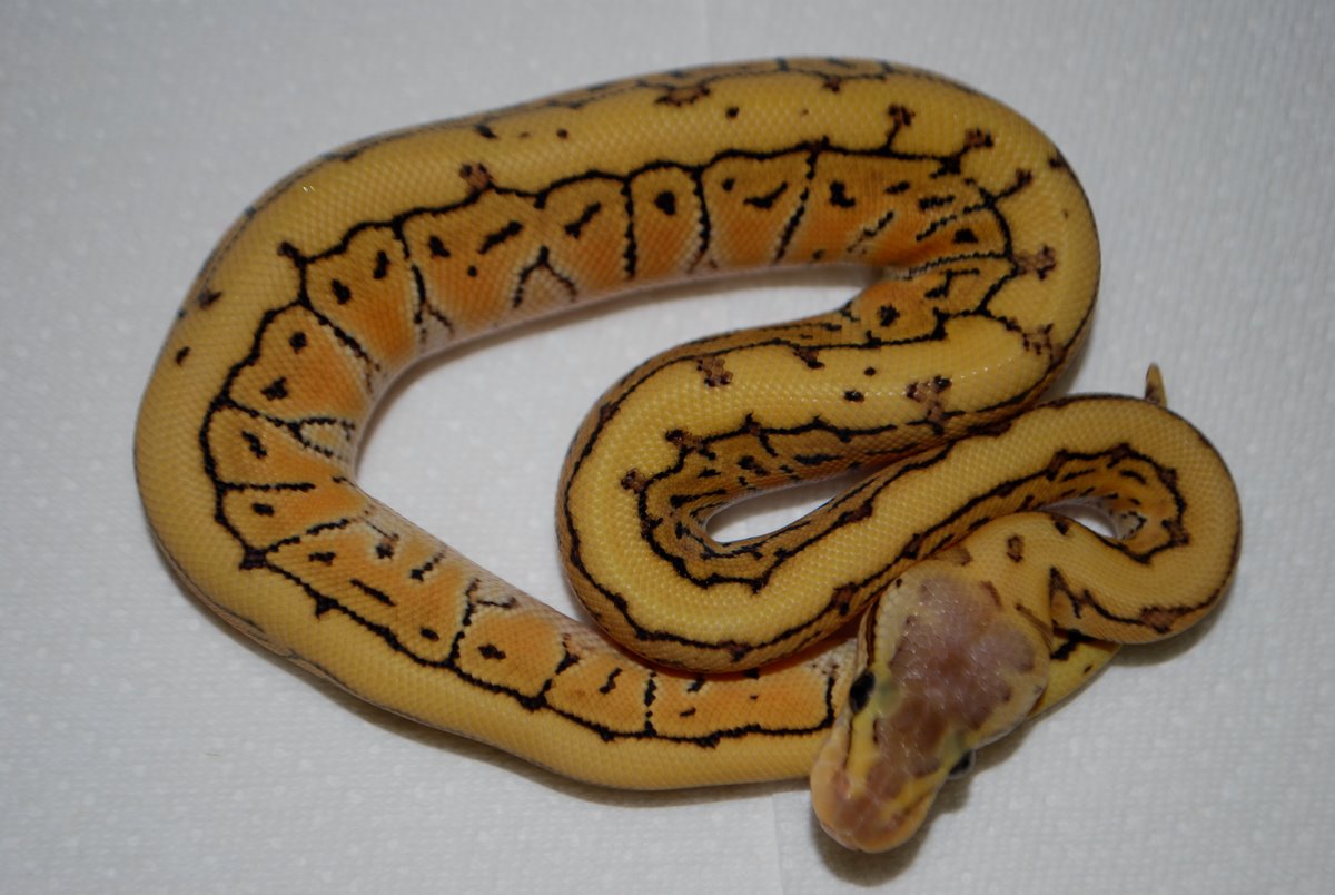 desert lemon blast