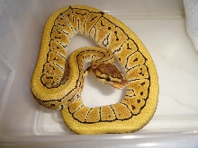 desert lemon blast at 3 1/2 months