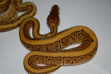 desert pinstripe female
