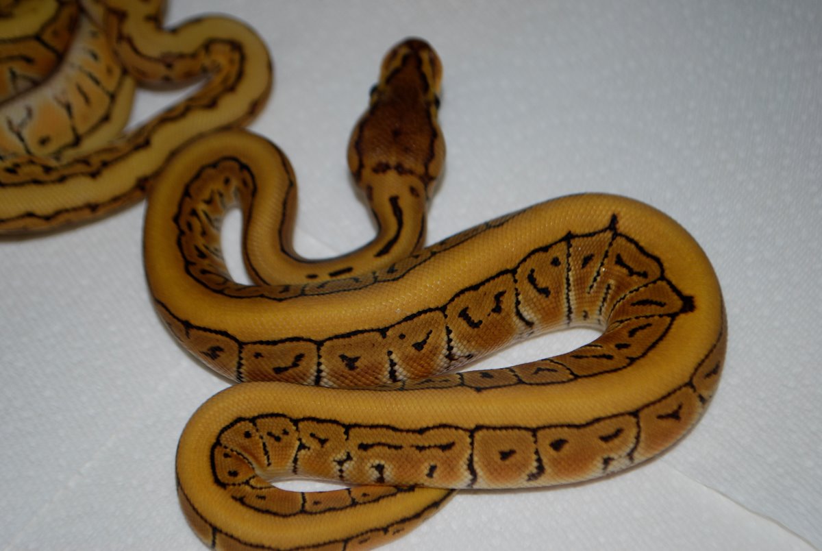 desert pinstripe female
