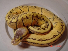 lemon blast male