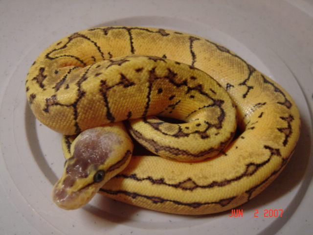 lemon blast male