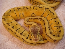 desert combo mystery snake