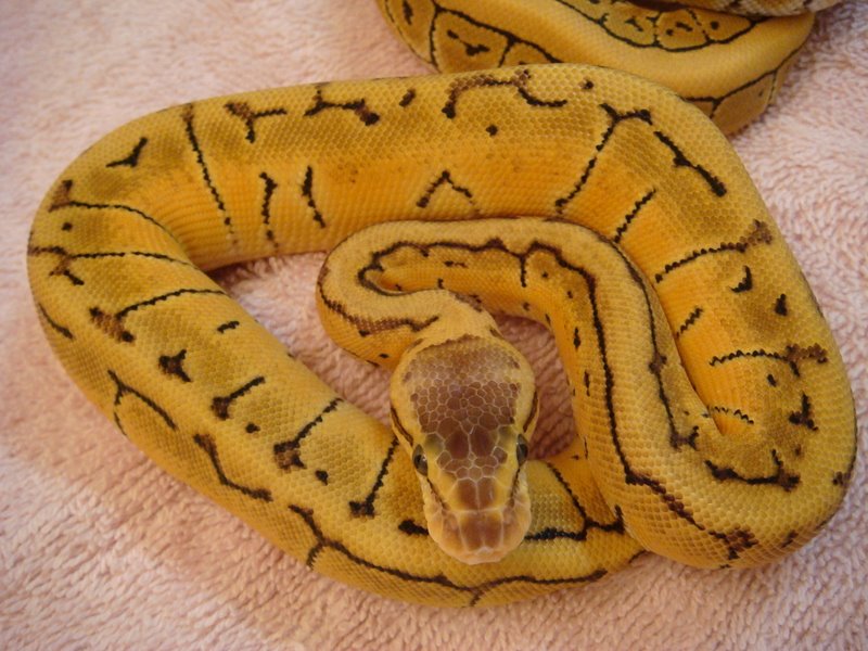 desert combo mystery snake
