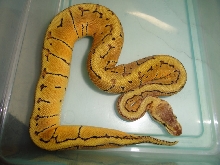 mystery at 3 1/2 months