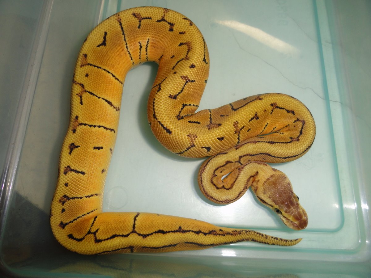 mystery at 3 1/2 months