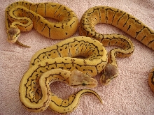 desert clutch trio