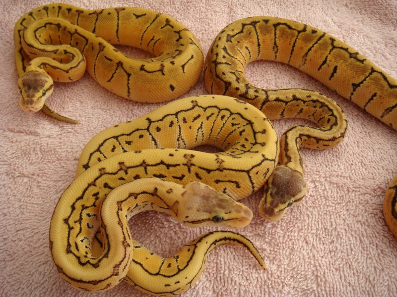 desert clutch trio