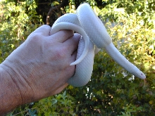 Yearling male snow honduran