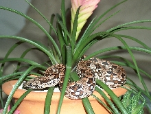 dumeril boa