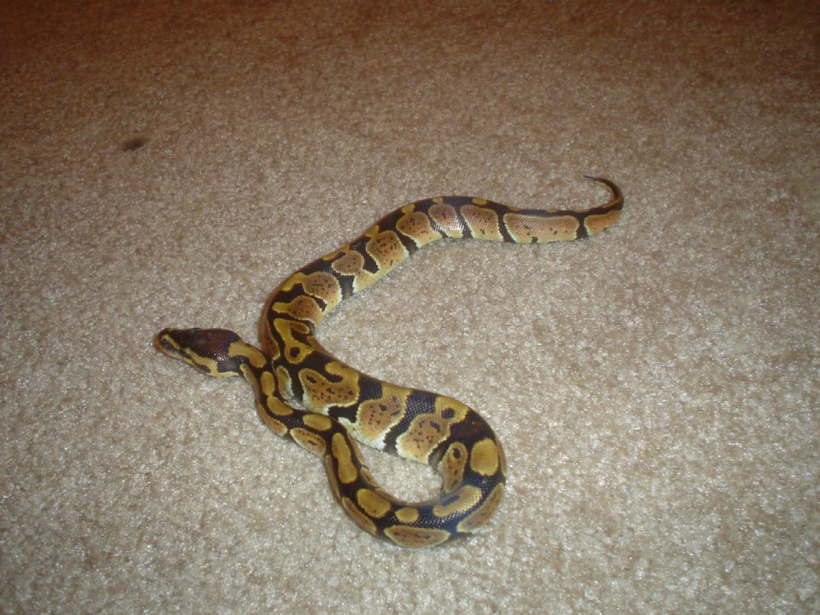 pepper3