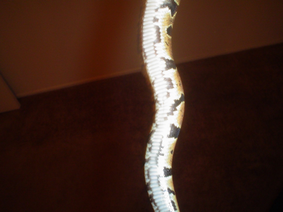 pepper5