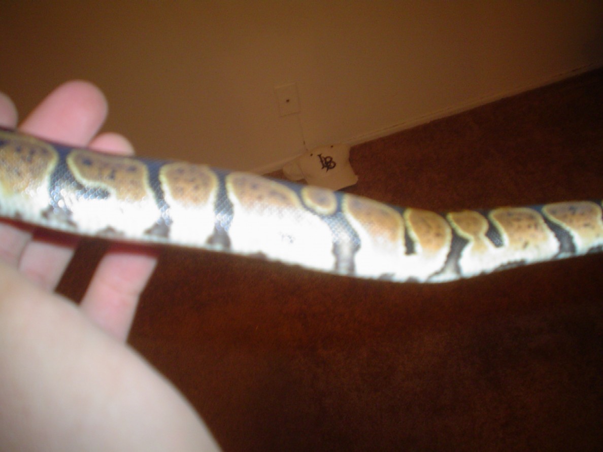 pepper6