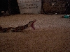 Sweet shot of ball python