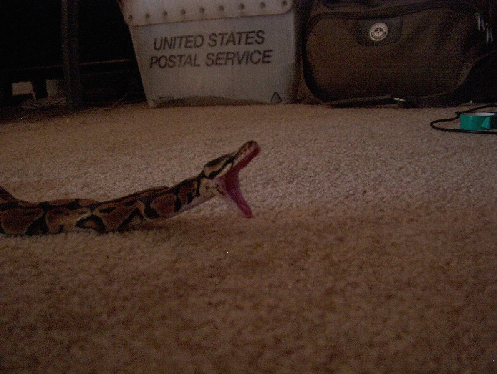 Sweet shot of ball python