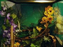 New Viv