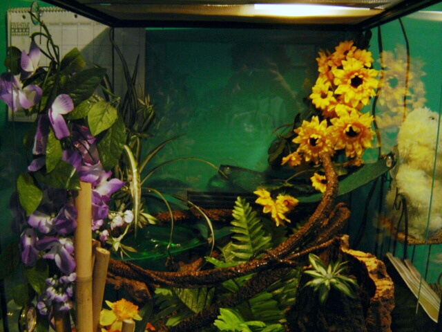 New Viv
