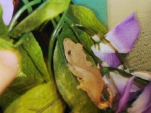 Littlefoot sleeping