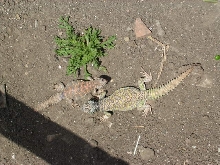 Subadult ornatus couple