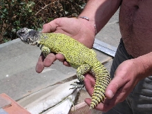Acanthinurus