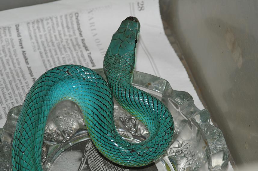 Gony Blue