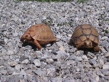 Red Kleinmanni
