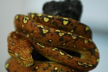 white eye chondro