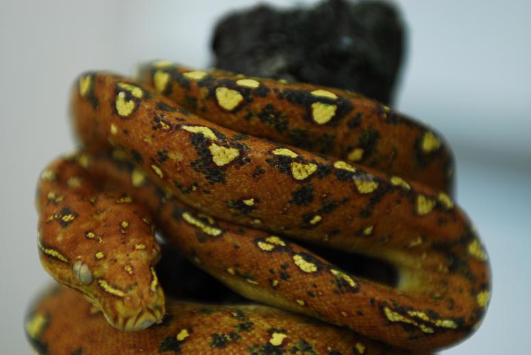 white eye chondro