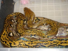 my new retic
