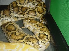 what type of this burm