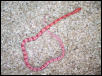Hatching amelanistic cornsnake