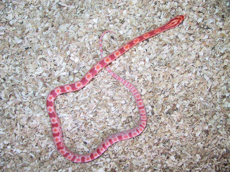 Hatching amelanistic cornsnake