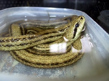 Four lined italian ratsnakes