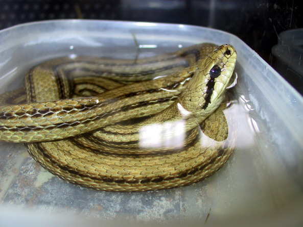 Four lined italian ratsnakes