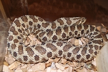 hognose