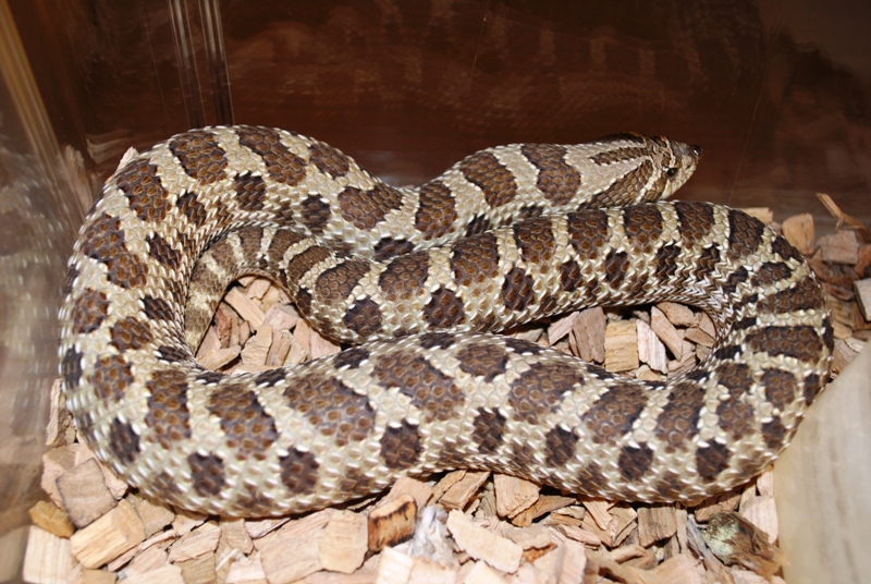 hognose